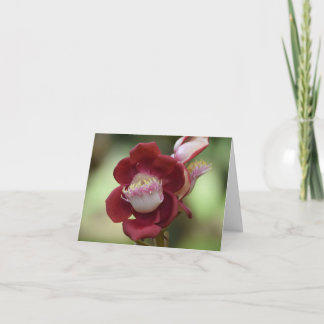 Tarjeta De Agradecimiento Flor del árbol de bala de cañón.