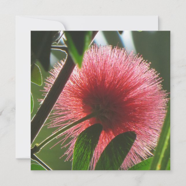 Tarjeta De Agradecimiento flor roja exótica, foto macro - (Anverso)