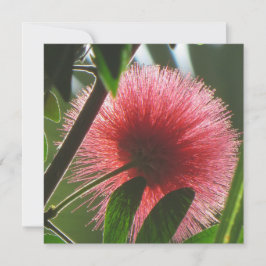 Tarjeta De Agradecimiento flor roja exótica, foto macro -