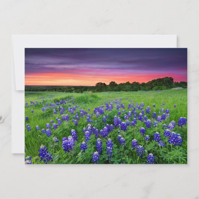 Tarjeta De Agradecimiento Flores | Bluebonnets en Sunset Texas (Anverso)