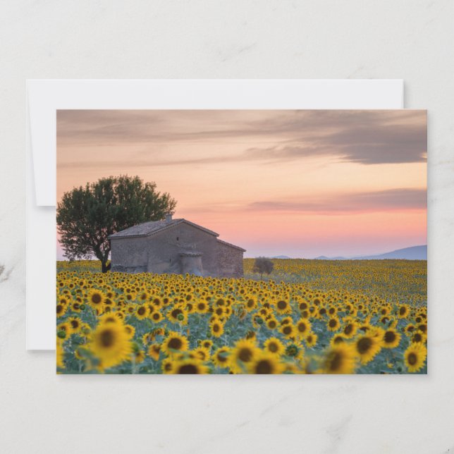 Tarjeta De Agradecimiento Flores | Campo de Girasoles Provenza, Francia (Anverso)