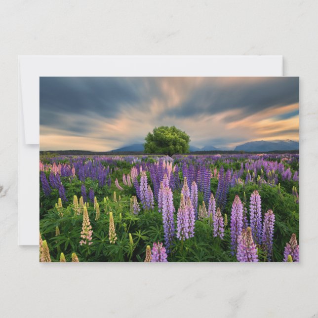 Tarjeta De Agradecimiento Flores | Campo de la lupa en Nueva Zelanda (Anverso)
