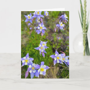 Tarjeta De Agradecimiento Flores Coloridas de Aquilegia en Violeta Azul Amar