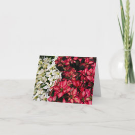Tarjeta De Agradecimiento Flores de Nochebuena de varios colores