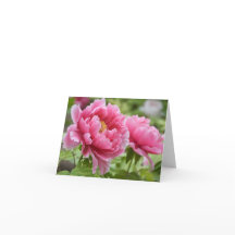 Flores de Peonías Rosadas en Flor Blanco