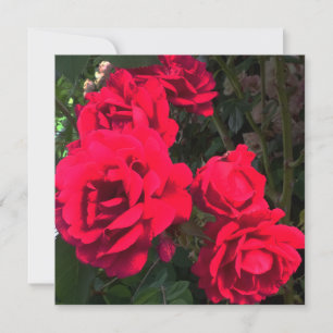 Tarjeta De Agradecimiento Flores de rosas rojas