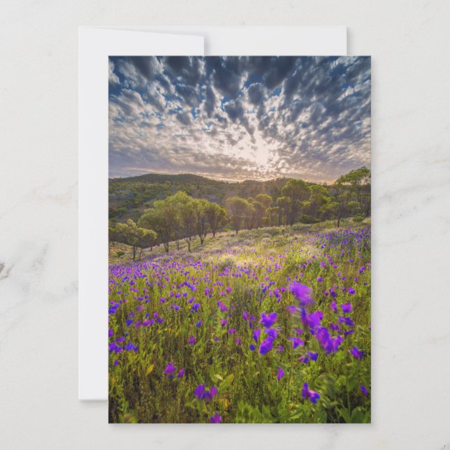 Tarjeta De Agradecimiento Flores | Flinders Ranges Australia (Anverso)