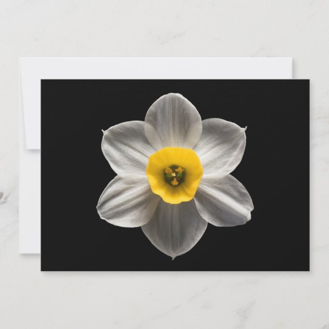 Tarjeta De Agradecimiento Flores | Flor de Daffodil blanca (Anverso)