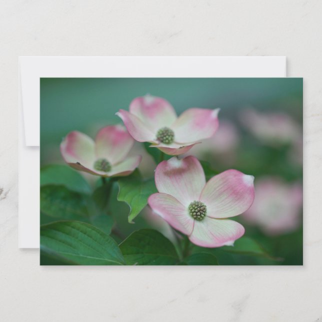 Tarjeta De Agradecimiento Flores | Flores de dogwood (Anverso)