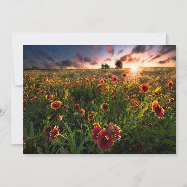 Tarjeta De Agradecimiento Flores | Indio Blanket Wildflower Texas (Anverso)