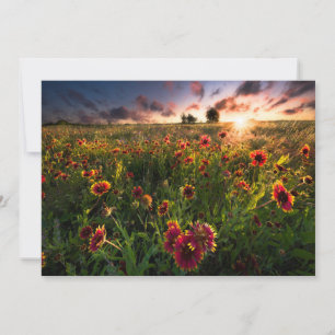 Tarjeta De Agradecimiento Flores   Indio Blanket Wildflower Texas