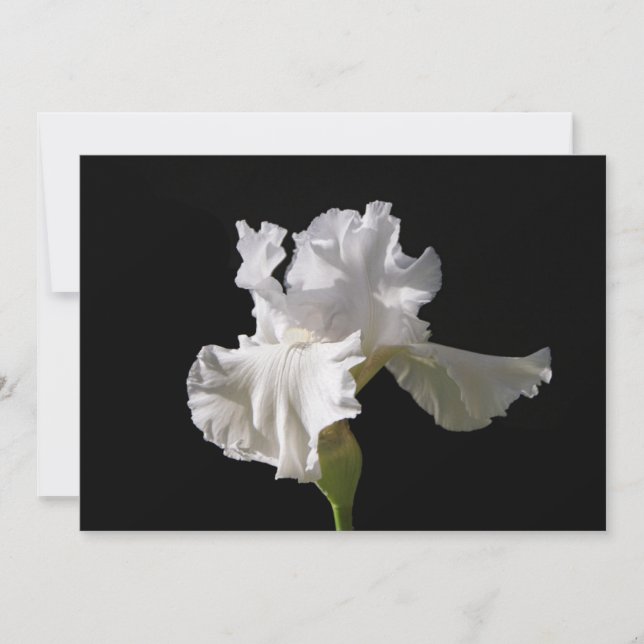 Tarjeta De Agradecimiento Flores | Iris blanco (Anverso)