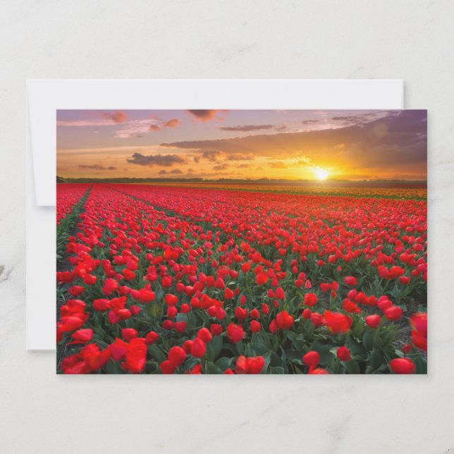 Tarjeta De Agradecimiento Flores | Jardín Botánico Holanda (Anverso)