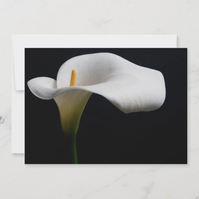Tarjeta De Agradecimiento Flores | Lirio de Calla Blanca (Anverso)