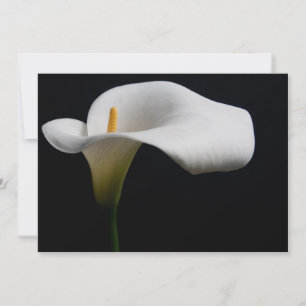 Tarjeta De Agradecimiento Flores   Lirio de Calla Blanca