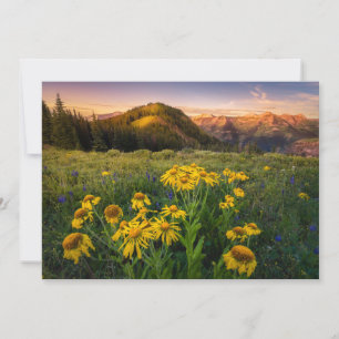 Tarjeta De Agradecimiento Flores   Mountain Meadow Crested Butte Colorado