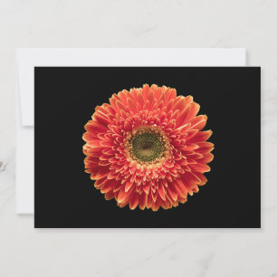 Tarjeta De Agradecimiento Flores Naranja Gerbera Daisy