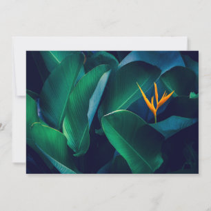 Tarjeta De Agradecimiento Flores   Pájaro del paraíso