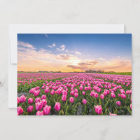 Flores | Tulips, Holanda del Sur, Países Bajos