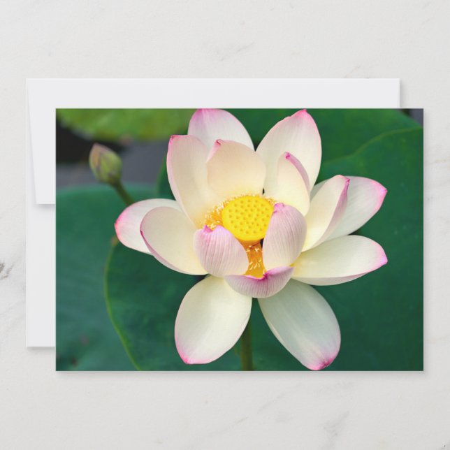 Tarjeta De Agradecimiento Flowers | Lotus Water Flower (Anverso)