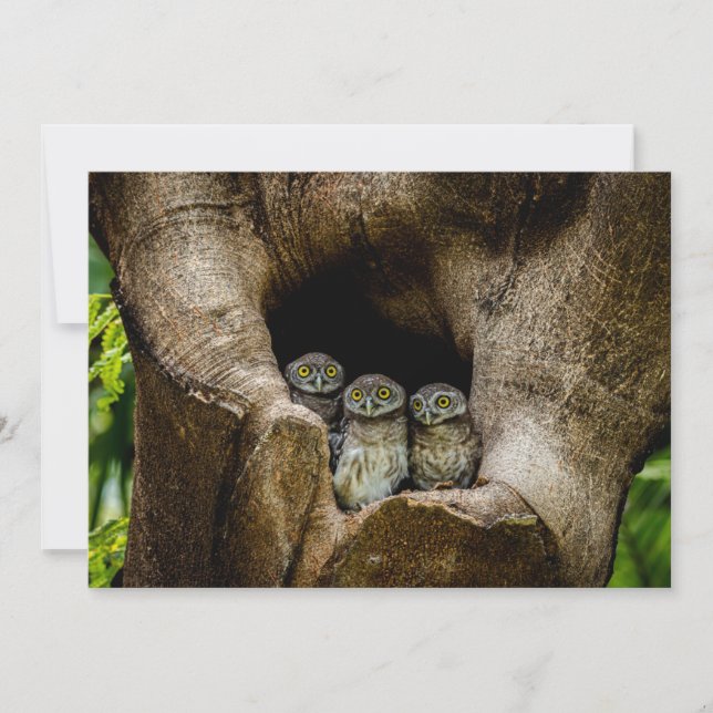 Tarjeta De Agradecimiento Forests | Three Owls Looking (Anverso)