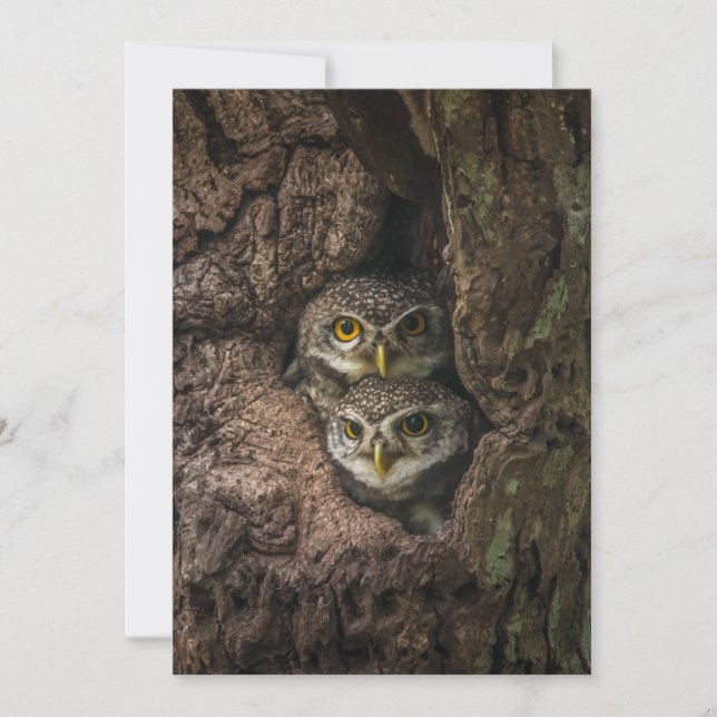 Tarjeta De Agradecimiento Forests | Two Owls Looking (Anverso)