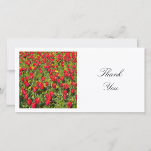 Tarjeta De Agradecimiento Foto cuadrada - Cama de tulipanes rojos