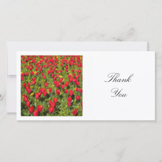 Tarjeta De Agradecimiento Foto cuadrada - Cama de tulipanes rojos