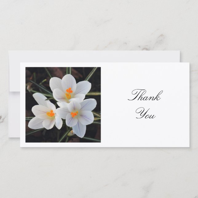 Tarjeta De Agradecimiento Foto Cuadrada - Crocus Blancos (Anverso)