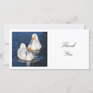 Tarjeta De Agradecimiento Foto cuadrada - Emden Geese