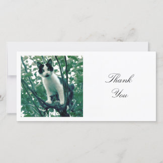 Tarjeta De Agradecimiento Foto cuadrada - Gatito en un árbol de Apple