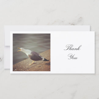 Tarjeta De Agradecimiento Foto Cuadrada - Gaviota Chillona
