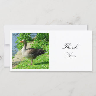 Tarjeta De Agradecimiento Foto cuadrada - Gosa de Greylag