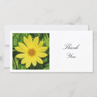 Tarjeta De Agradecimiento Foto cuadrada - Helianthus 'Lemon Queen' Sunflower