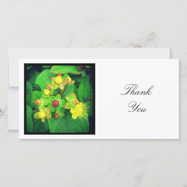 Tarjeta De Agradecimiento Foto Cuadrada - Hypericum (Anverso)