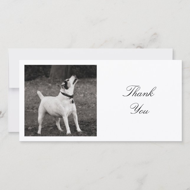 Tarjeta De Agradecimiento Foto cuadrada - Las ardillas no jugarán (Anverso)