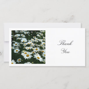 Tarjeta De Agradecimiento Foto cuadrada - Shasta Daisies