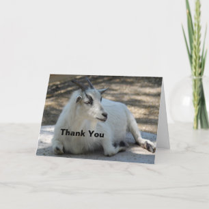 Tarjeta De Agradecimiento Foto de Alojamiento de Cabra Blanca