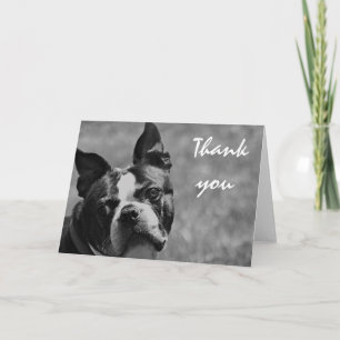 Tarjeta De Agradecimiento Foto de Boston Terrier