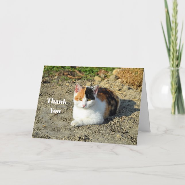 Tarjeta De Agradecimiento Foto de gato de bonito Calico (Anverso)