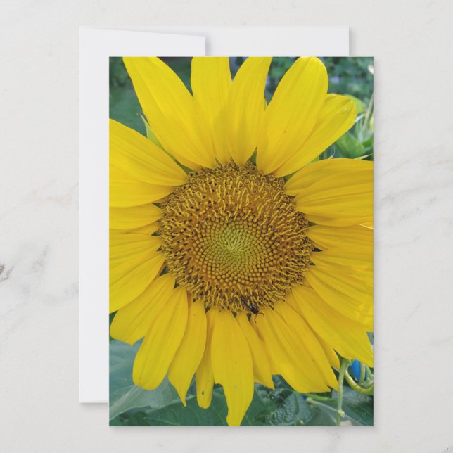 Tarjeta De Agradecimiento Foto de Sunflower (Anverso)