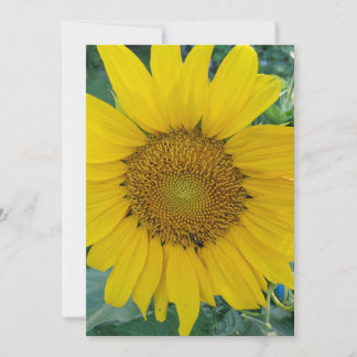 Tarjeta De Agradecimiento Foto de Sunflower