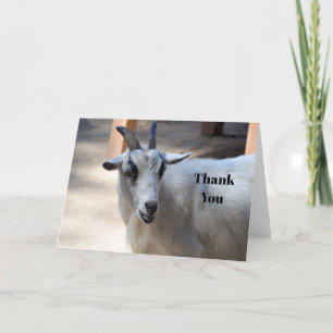 Tarjeta De Agradecimiento Foto de una cabra blanca