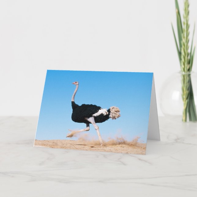 Tarjeta De Agradecimiento Foto divertida de Ostrich en marcha (Anverso)