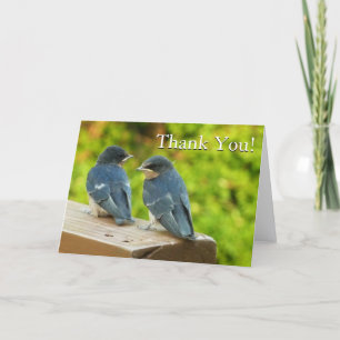Tarjeta De Agradecimiento Fotografía de aves de la naturaleza golondrinas de