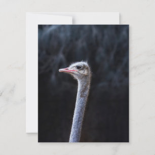 Tarjeta De Agradecimiento Fotografía de avestruz