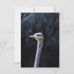 Tarjeta De Agradecimiento Fotografía de avestruz