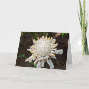 Tarjeta De Agradecimiento Fotografía de la flor de jengibre antorcha blanca