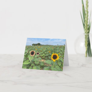Tarjeta De Agradecimiento Fotografía de la naturaleza del campo del girasol