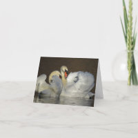 Fotografía de la pareja de cisnes blancos